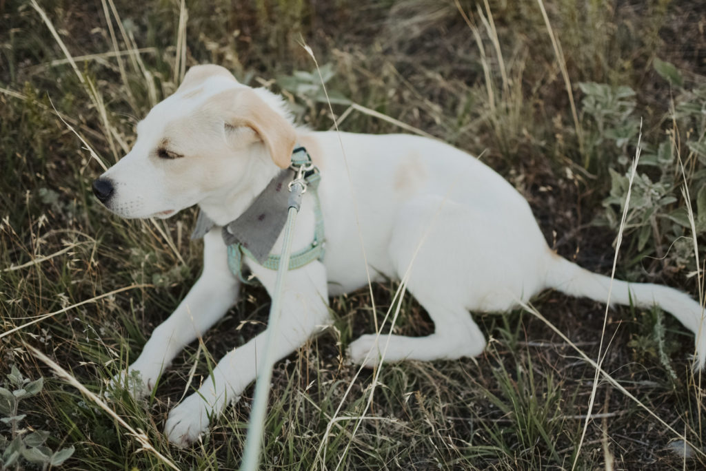 Puppy at engagement session