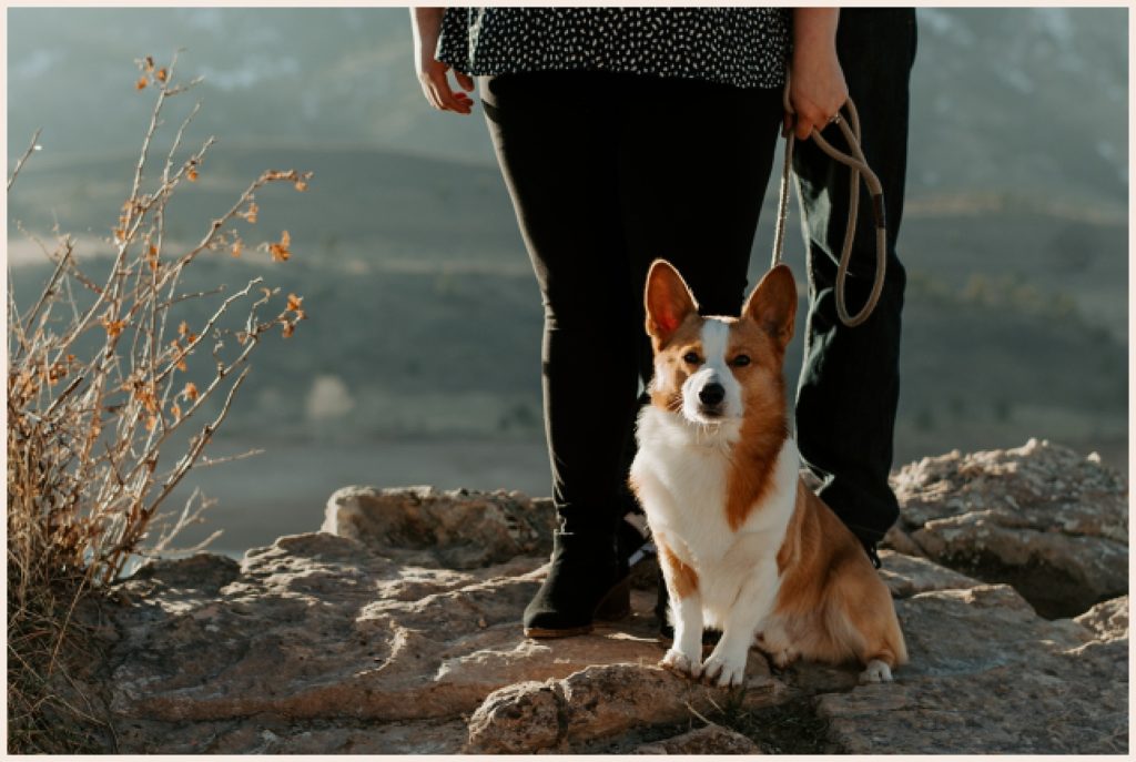 Corgi stands on a rock with his parents - Colorado engagement photos with dogs